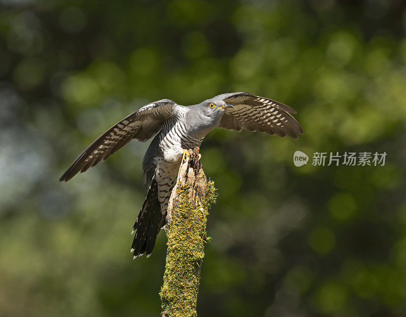 雄性杜鹃(Cuculus canorus)